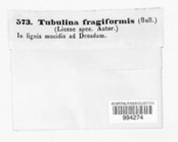 Tubulina fragiformis image